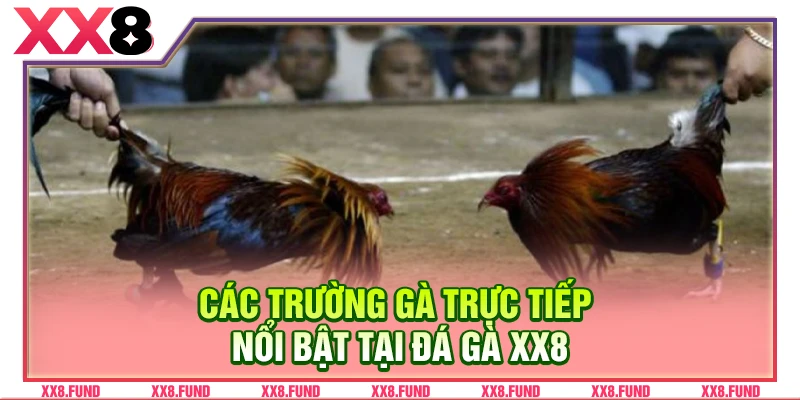 Các trường gà trực tiếp nổi bật tại đá gà XX8