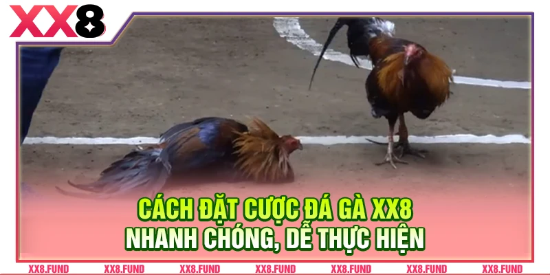 Cách đặt cược đá gà XX8 nhanh chóng, dễ thực hiện