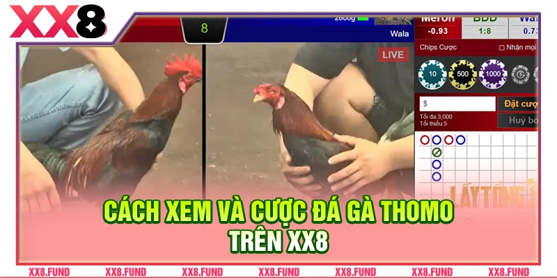 Cách xem và cược đá gà Thomo trên XX8