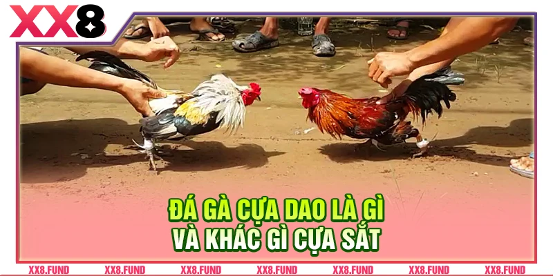 Đá gà cựa dao là gì và khác gì cựa sắt