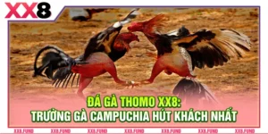 Đá Gà Thomo XX8: Trường Gà Campuchia Hút Khách Nhất