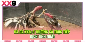 Đá Gà XX8: 3 Trường Gà Trực Tiếp Kịch Tính Nhất