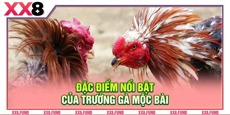 Đặc điểm nổi bật của trường gà Mộc Bài
