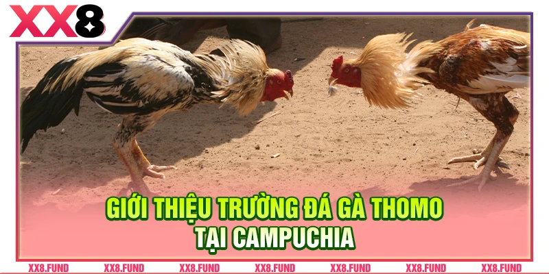 Giới thiệu trường đá gà Thomo tại Campuchia