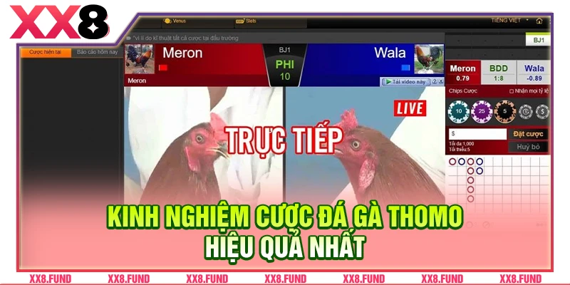 Kinh nghiệm cược đá gà Thomo hiệu quả nhất