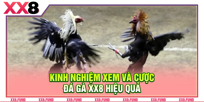 Kinh nghiệm xem và cược đá gà XX8 hiệu quả