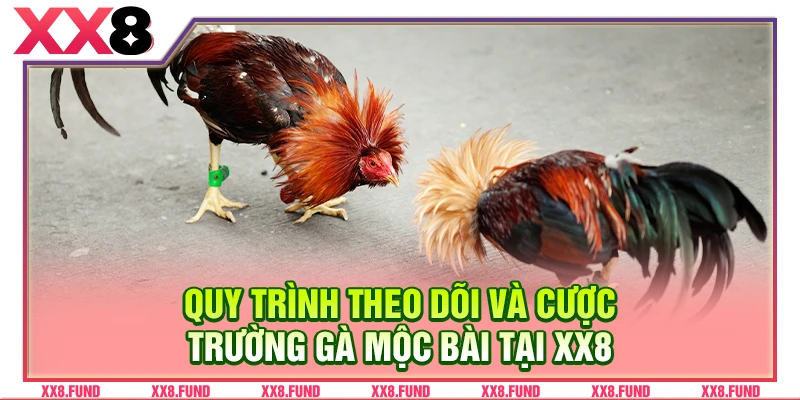 Quy trình theo dõi và cược trường gà Mộc Bài tại XX8