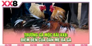 Trường Gà Mộc Bài XX8: Điểm Đến Của Dân Mê Đá Gà